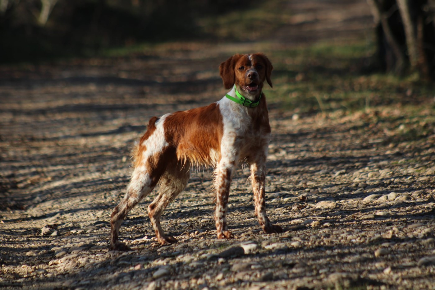 Apy Des Sous Bois De L'Alisier