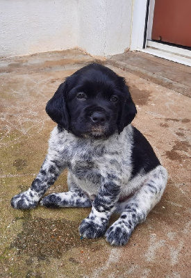 CHIOT 1