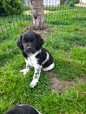 CHIOT 6