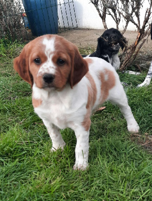 CHIOT 1