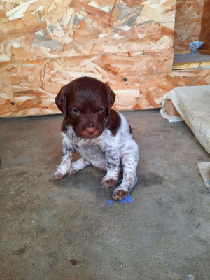 CHIOT 3