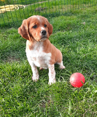 CHIOT 4